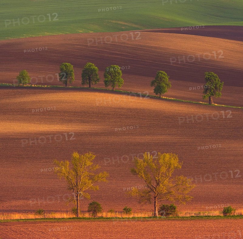 Rural abstract landscape with chestnut alley in South Moravia, Czech Republic, Europe
