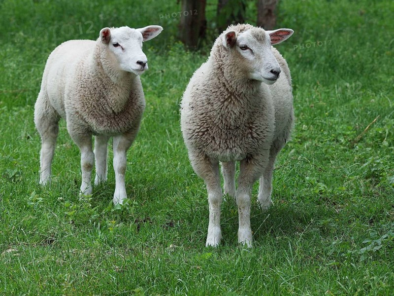 Two sheep standing next to each other on a green meadow and looking to the side, weseke, münsterland, germany