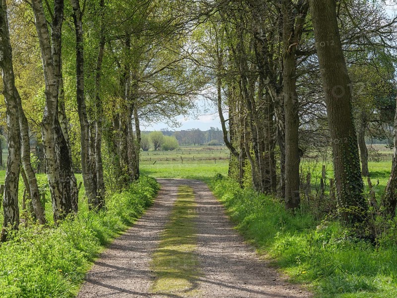 Shaded path surrounded by trees, leads into a wide field with greenery in spring, dingden, hamminenkeln, germany