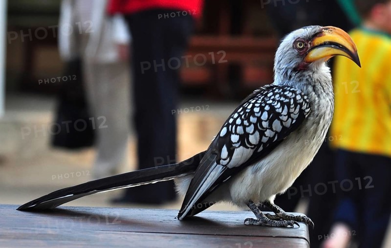 Southern yellowbilled hornbill in the Kruger Park, South Africa, Africa