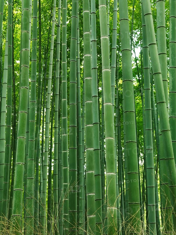 Green stems of bamboo forest. Arashiyama, Kyoto, Japan, Asia