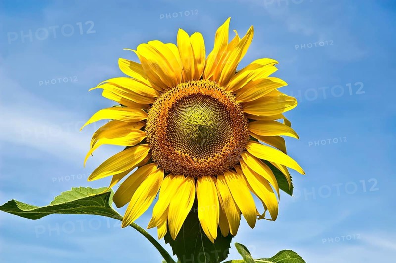 Yellow sunflower with green leaves against the blue sky