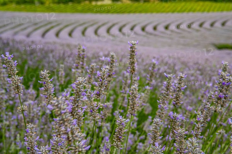 Lavender field at the end of the season. Landscape in late summer and in the evening at sunset on Lake Balaton, Hungary, Europe