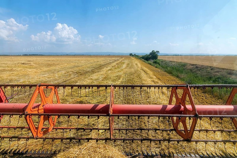Combine harvesting the field of wheat
