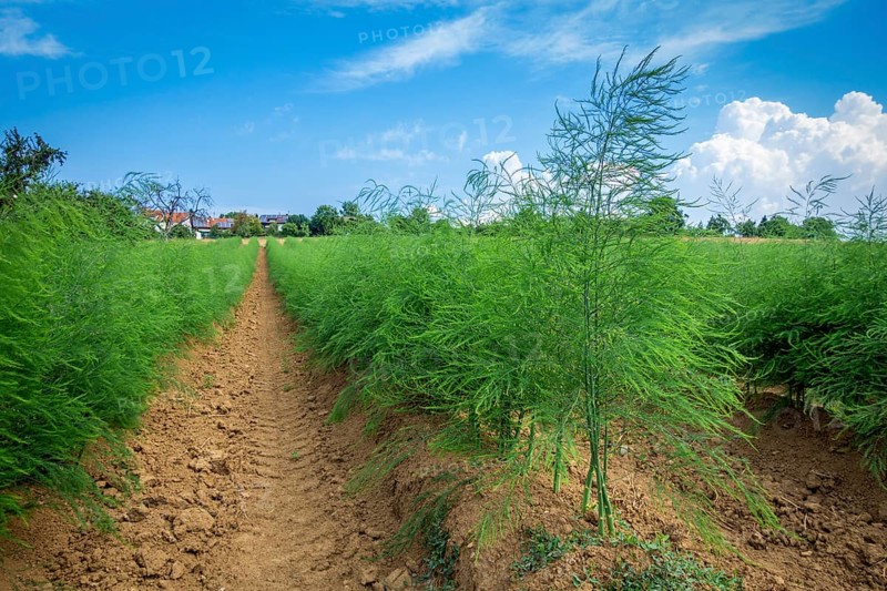 An image of an asparagus field in summer