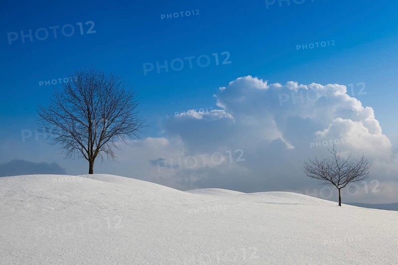 Lonely trees in a winter landscape under blue sky