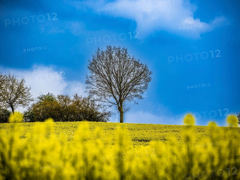 Trees behind a rape field near Adelebsen, Lower Saxony, Germany, Europe