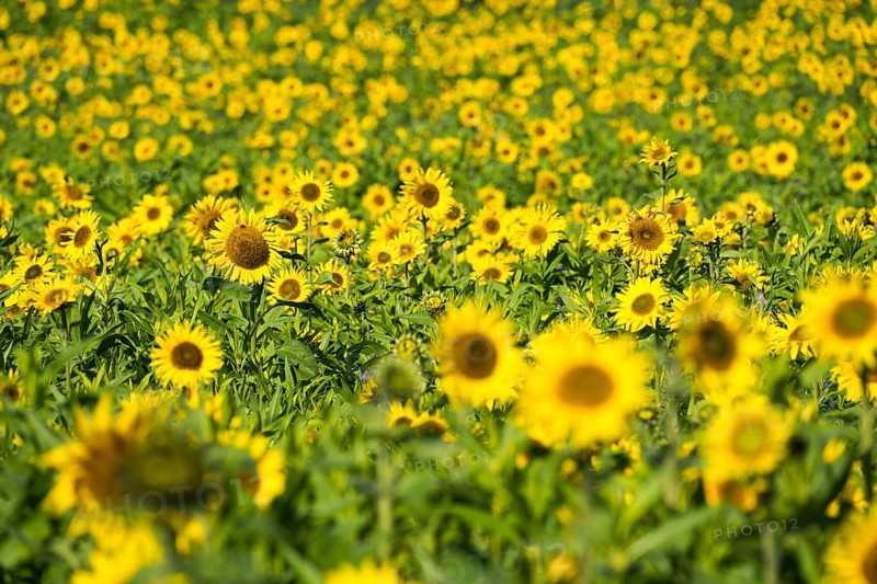 Common sunflower (Helianthus annuus), field in October as cover crop or catch crop, rural landscape near Gewissenruh, Wesertal, Weser Uplands, Weserbergland, Hesse, Germany, Europe