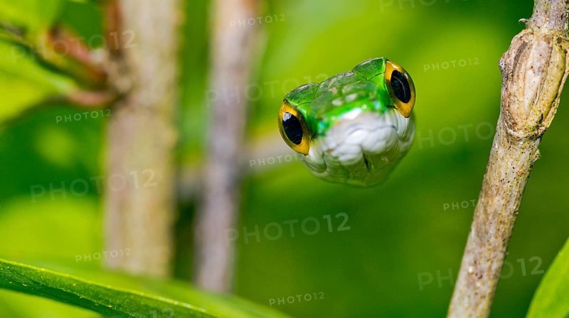 Parrot Snake, Satiny Parrot Snake, Leptophis depressirostris, Tropical Rainforest, Corcovado National Park, Osa Conservation Area, Osa Peninsula, Costa Rica, Central America