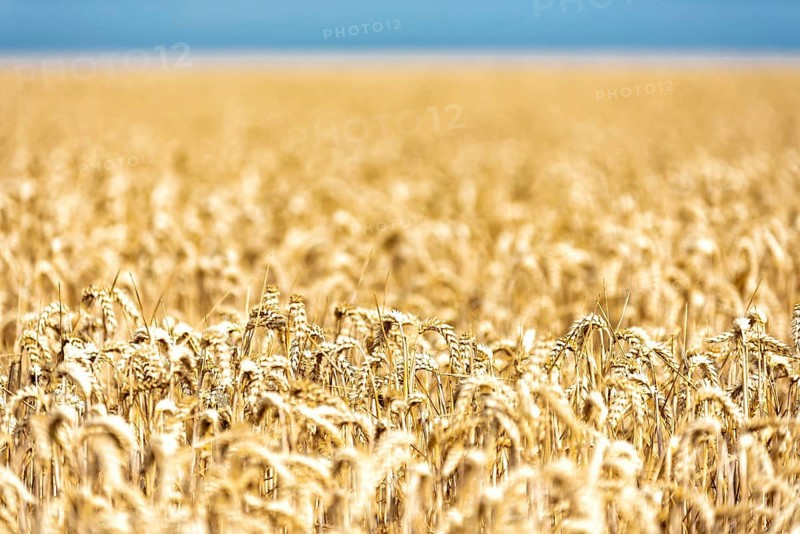 Grain in a field in Europe in July