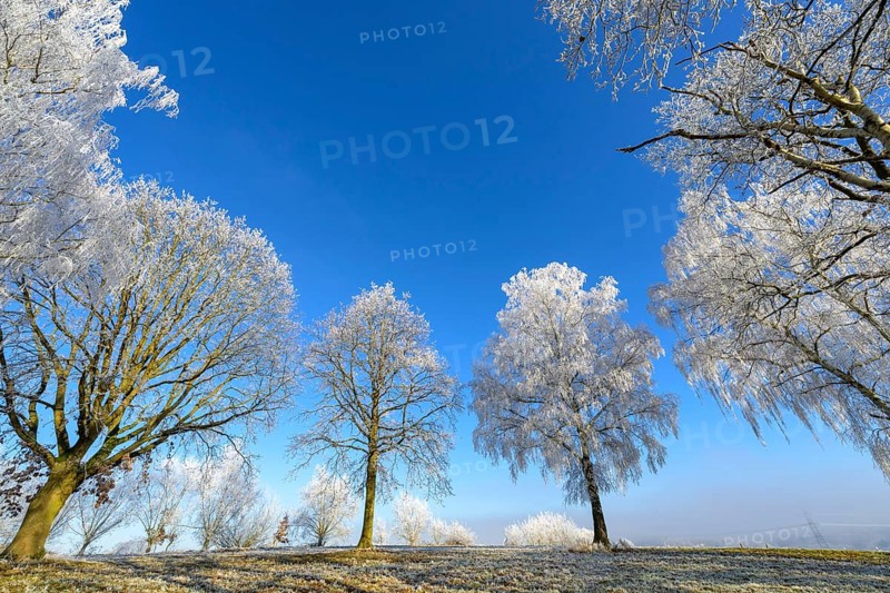 Snow-covered tree landscape with blue sky and hoarfrost, Guxhagen, Hesse, Germany, Europe