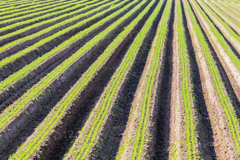 Carrot Field Green Rows, Carrots Growing on Field