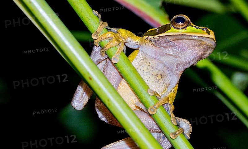 New Granada Cross-banded Tree Frog, Smilisca phaeota, Tropical Rainforest, Corcovado National Park, Osa Conservation Area, Osa Peninsula, Costa Rica, Central America