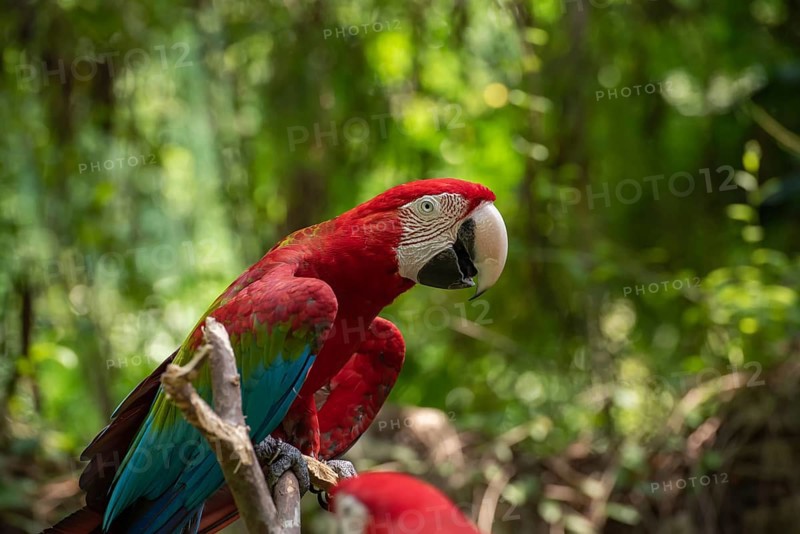 The green-winged macaw on tree branch