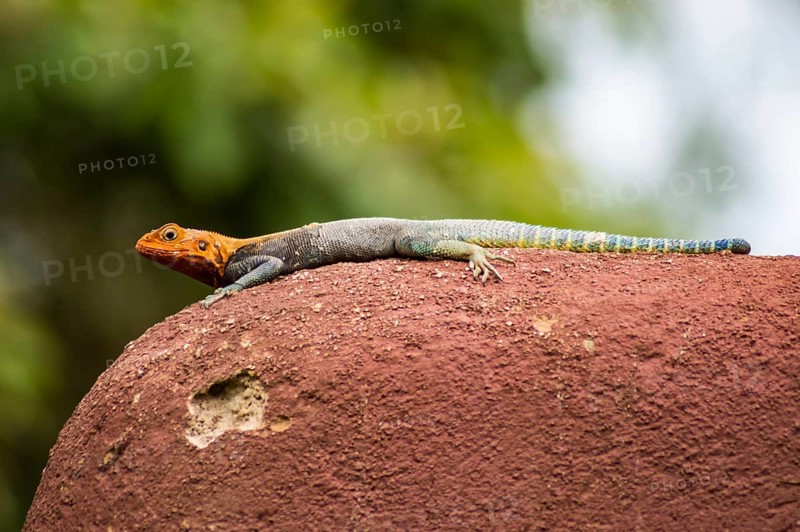 Lizard called agame settlers in the savannah of Amboseli Park in Kenya