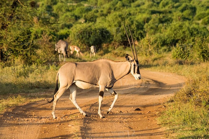 Antelope seen in profile in the savannah of Samburu Park in central Kenya
