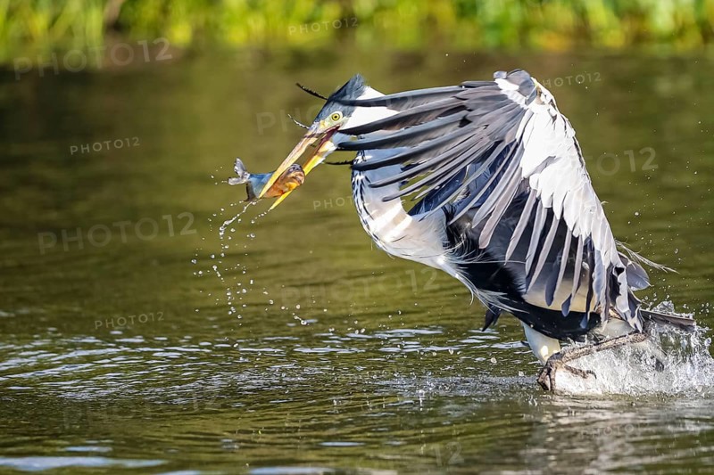 Cocoi heron catching a Pirhana in flight over a river, wings spread to his body, Pantanal Wetlands, Mato Grosso, Brazil, South America