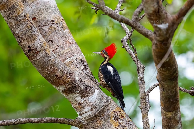 Lineated Woodpecker sitting on a tree trunk against green background, Pantanal Wetlands, Mato Grosso, Brazil, South America