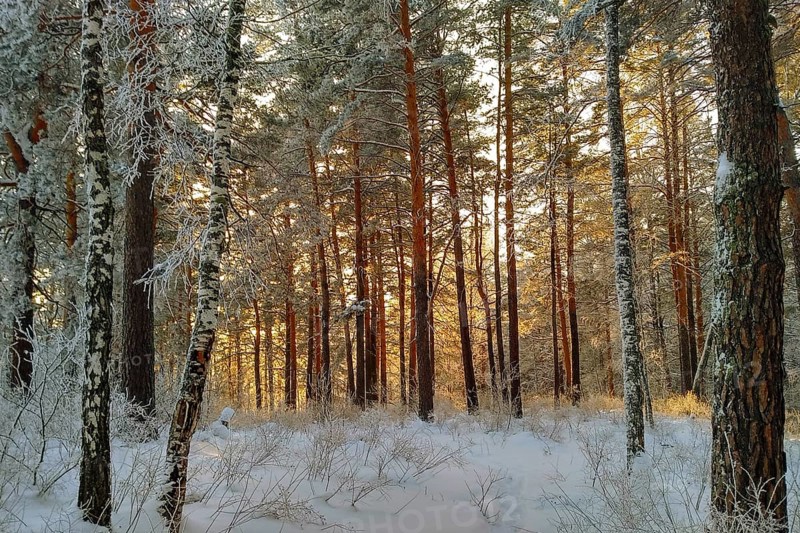 Winter Landscape in the Warm Light of the Setting Sun, Fir Tree Forest Covered by Snow, bright sunshine