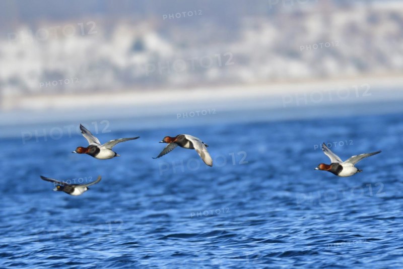 Male Common Pochard in Flight .Male Common Pochard in Flight