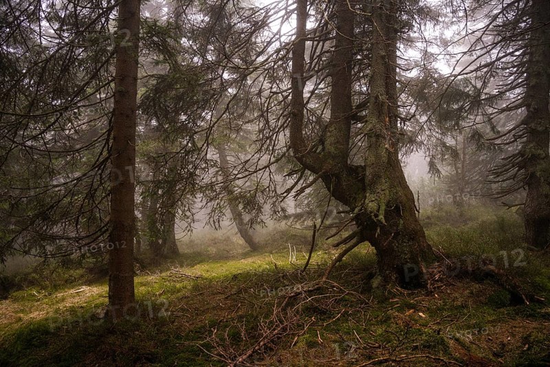 Mystical mountain spruce forest with fog in the Giant Mountains 5