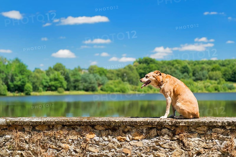 Old brown dog on wall in nature landscape with lake