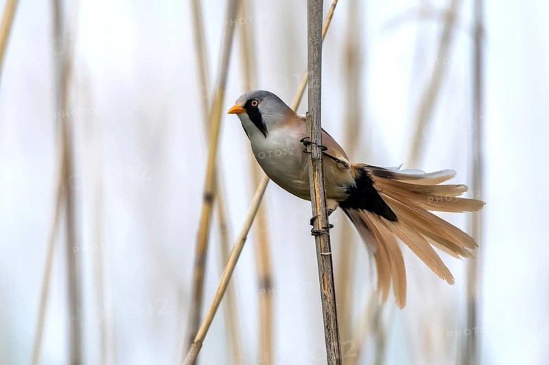 Bearded Tit - Male courtship display (Panurus biarmicus)