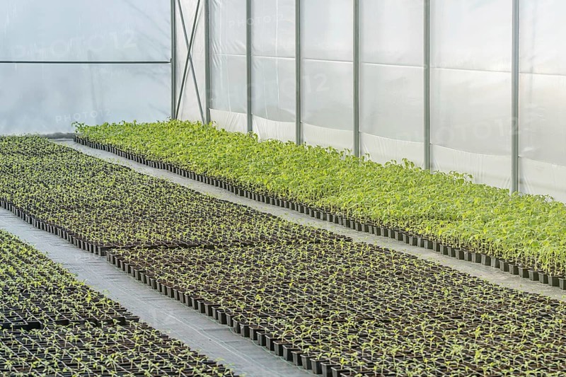 Rows of Potted Seedlings in Greenhouse
