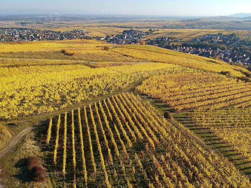 An image of a view over a vineyard at Alsace France in autumn light