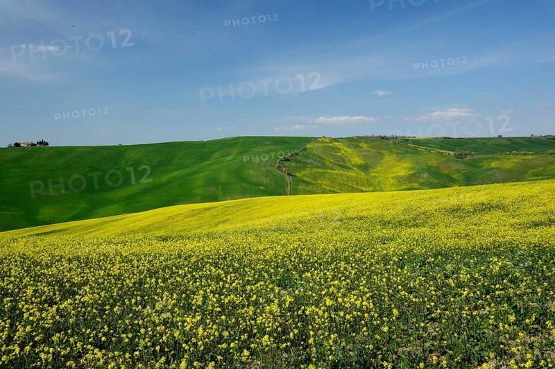 Springs brings an explosion of volours in the Tuscan valleys