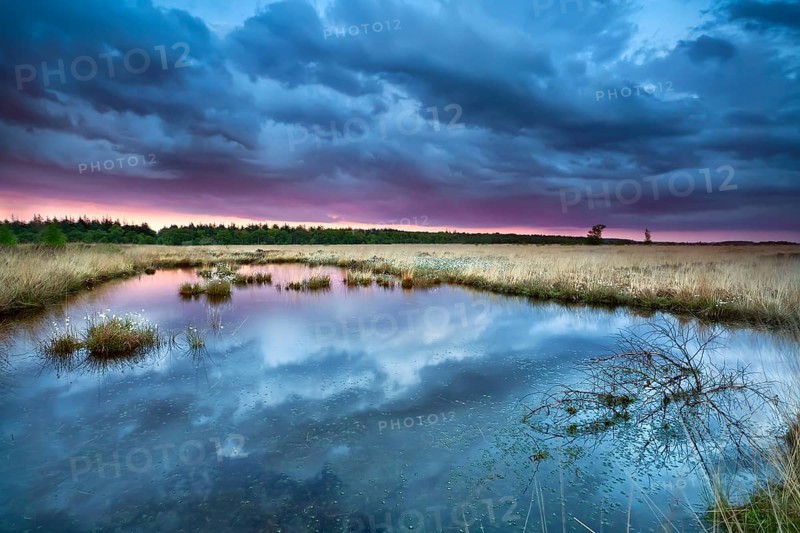 Swamp with flowering cottongrass at sunset, Drenthe, Netherlands
