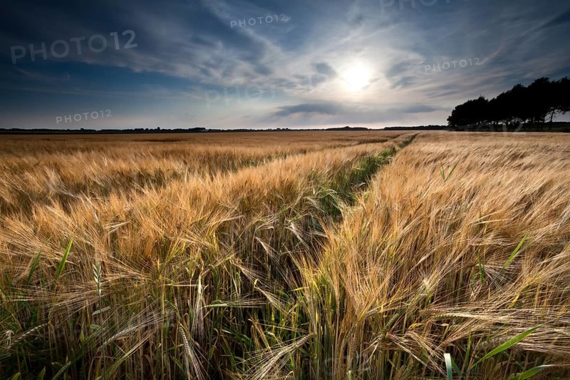 Golden wheat field in summer before sunset, Friesland, Netherlands