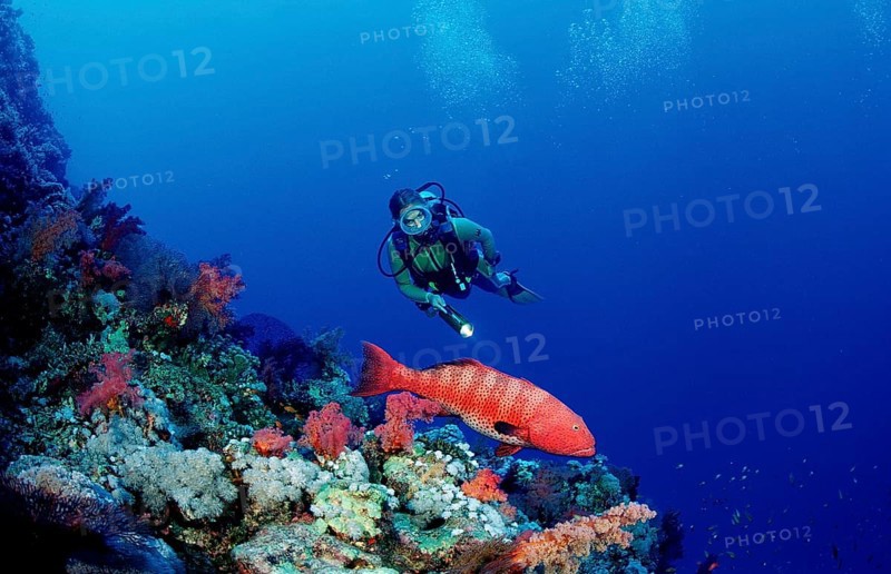 Diver and panther trout perch, Plectropomus pessuliferus, Egypt, Africa, Sinai, Dahab, Red Sea, Africa