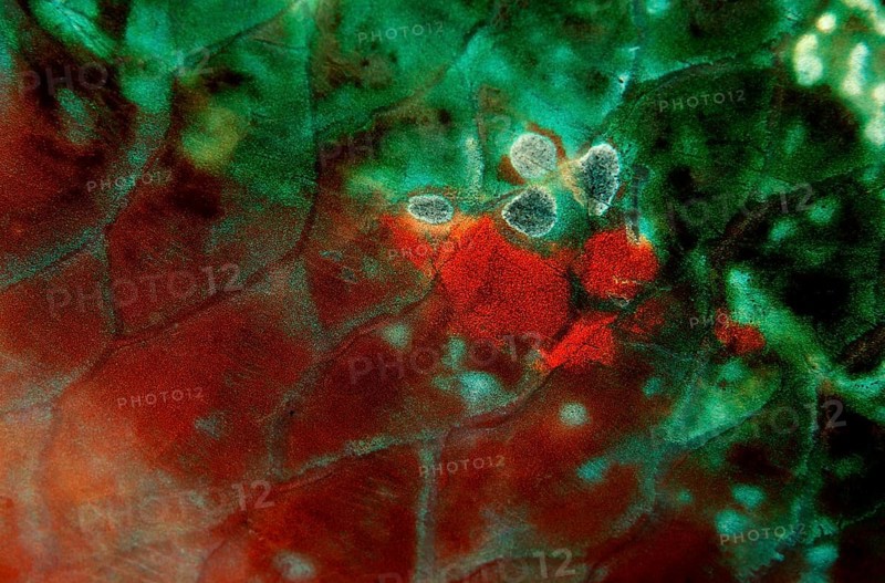 Colourful fish scales of a parrotfish, British Virgin Islands, BVI, Caribbean Sea, Caribbean, Leeward Islands, North America