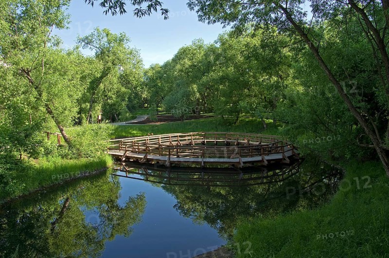 A small pond in a sunny summer morning (Moscow, Russia)