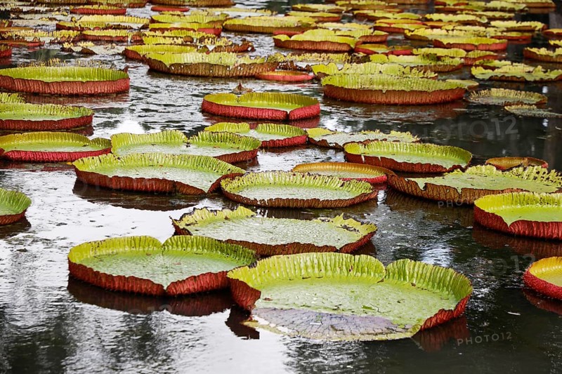 Sir Seewoosagur Ramgoolam Botanical Garden, Mauritius, Indian Ocean, Mauritius, Africa