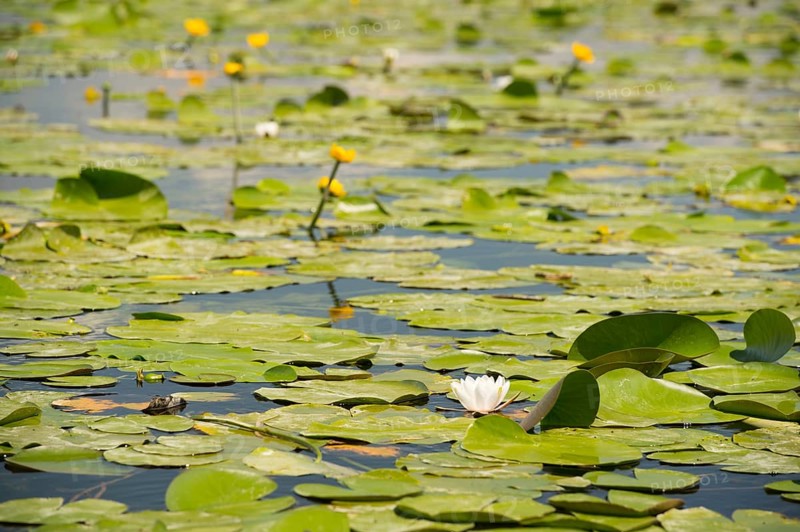 Lake with water lilies and yellow Brandy-bottles in France