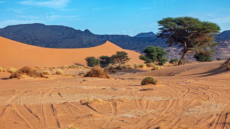Sand dunes and trees under a clear sky with tyre tracks in the sand, The landscape of the Sahara in Algeria