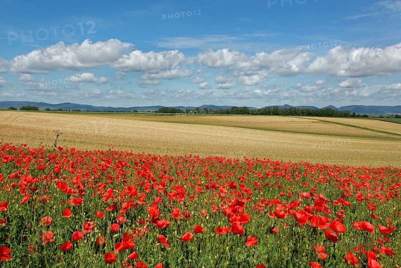 Poppy field in the Southern Palatinate