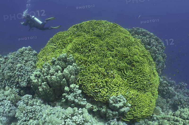 Yellow lettuce coral (Turbinaria reniformis)