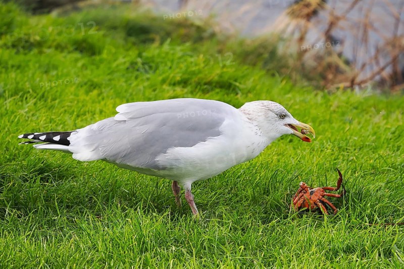 Seagull (Larinae) eating a crab, Brouwersdam, province of South Holland, Netherlands
