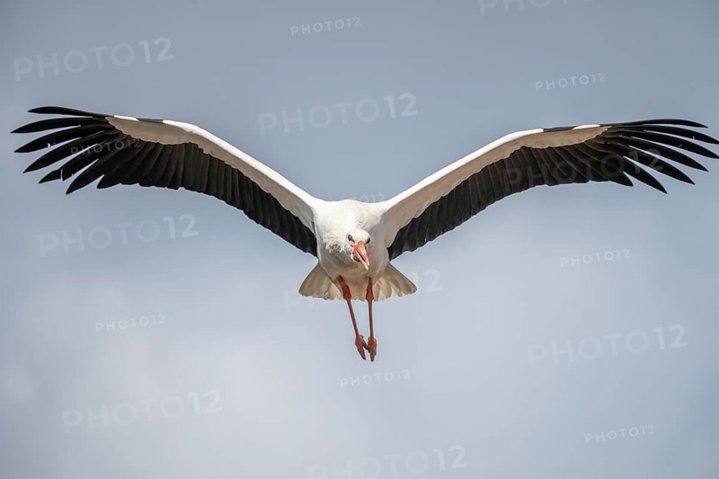 White stork (ciconia ciconia) in flight in a village in late winter