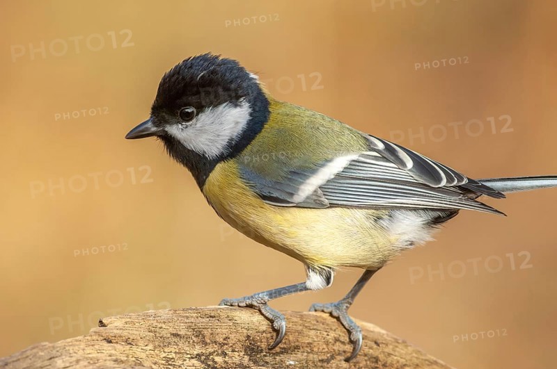 Great tit on a branch in the forest during winter. France