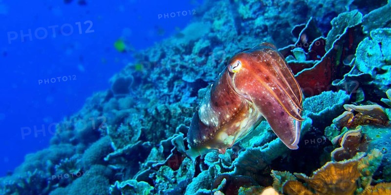 Cuttlefish, Sepia sp., Bunaken National Marine Park, Bunaken, North Sulawesi, Indonesia, Asia