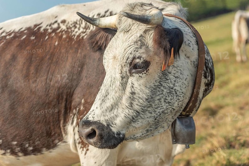 Cows cow with a bell potrait in pasture in mountain.Alsace, Vosges, France, Europe