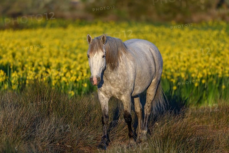 Camargue horse in a marsh filled with yellow irises. Saintes Maries de la Mer, Camargue, Arles, Bouches du Rhone, Provence Alpes Cote d'Azur, France, Europe