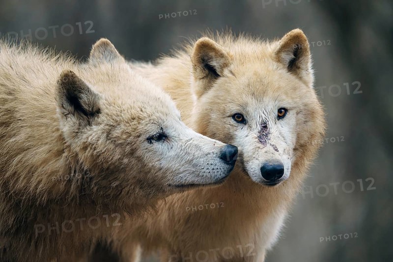 Arctic wolf (Canis lupus arctos), also known as the white wolf or polar wolf