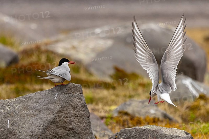 Arctic tern (Sterna paradisaea), Iceland, Europe