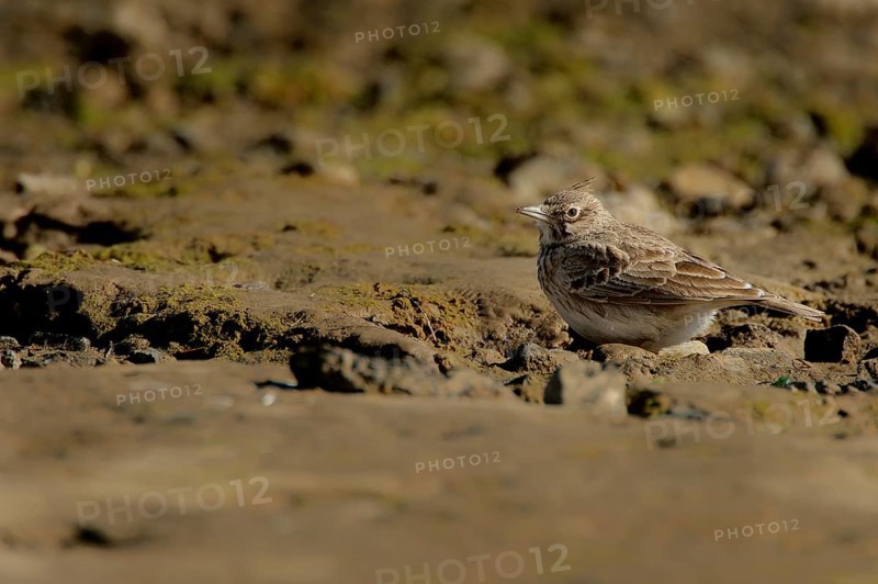 Crested lark camouflaging itself on the beach of Gruissan France