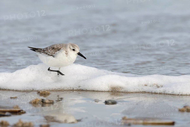 Sanderling (Calidris alba) on the beach of Juist, East Frisian Islands, Germany, Europe